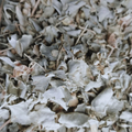 Atriplex Halimus (El Gtaff) – Feuilles Séchées Naturelles