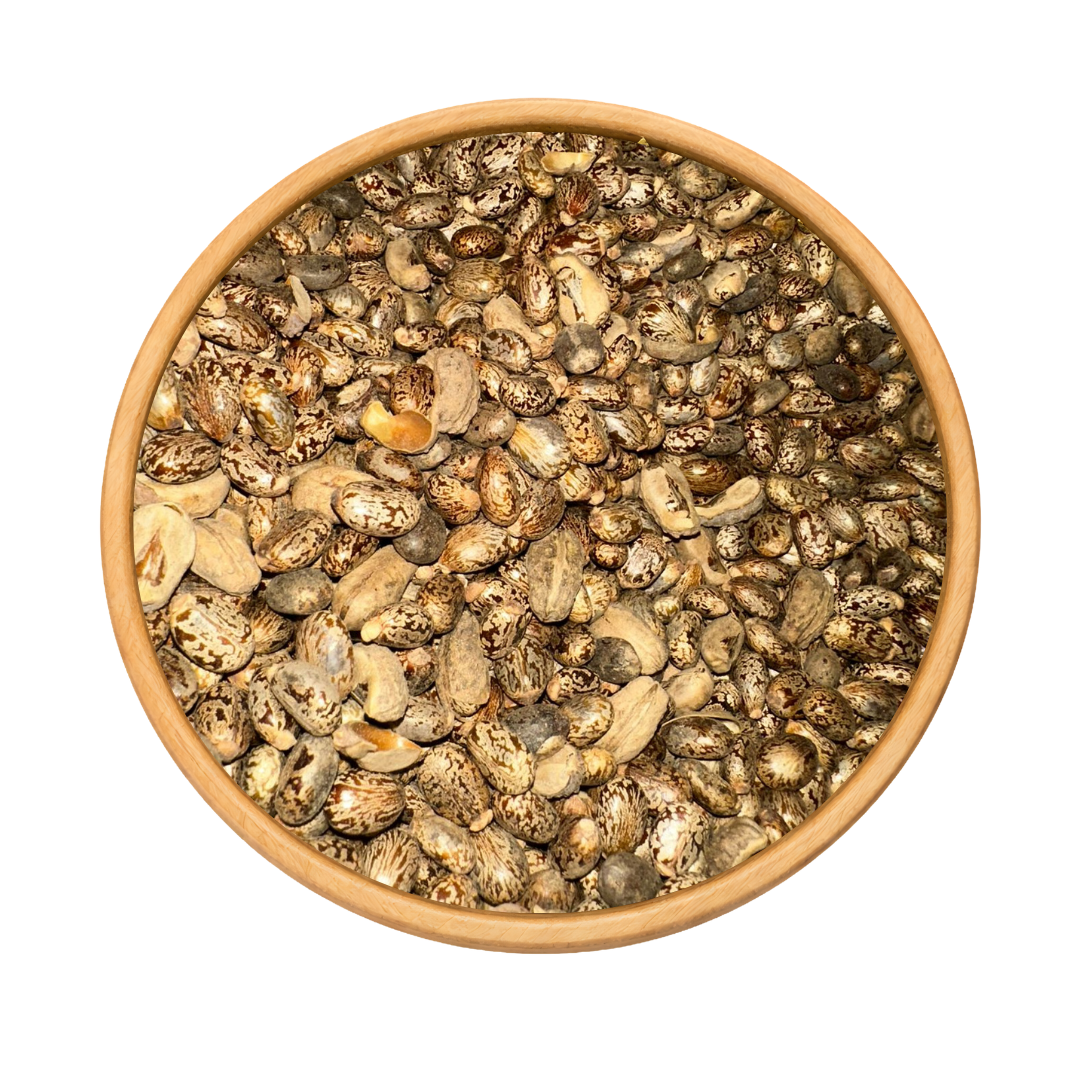 Graines de Ricin – Usage Externe Uniquement