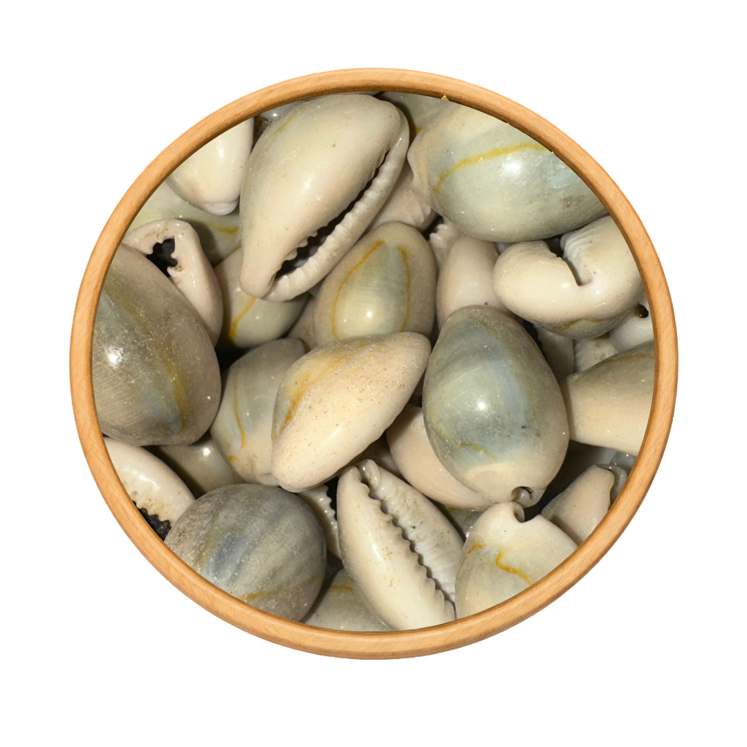 El Wadaa (Cauris de Mer) – Coquillages Naturels