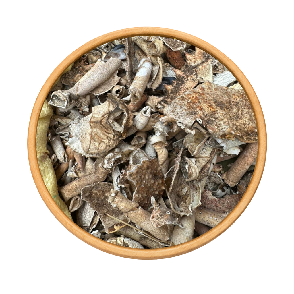 Carapace de Crabe Séchée – Coquillage Marin Naturel