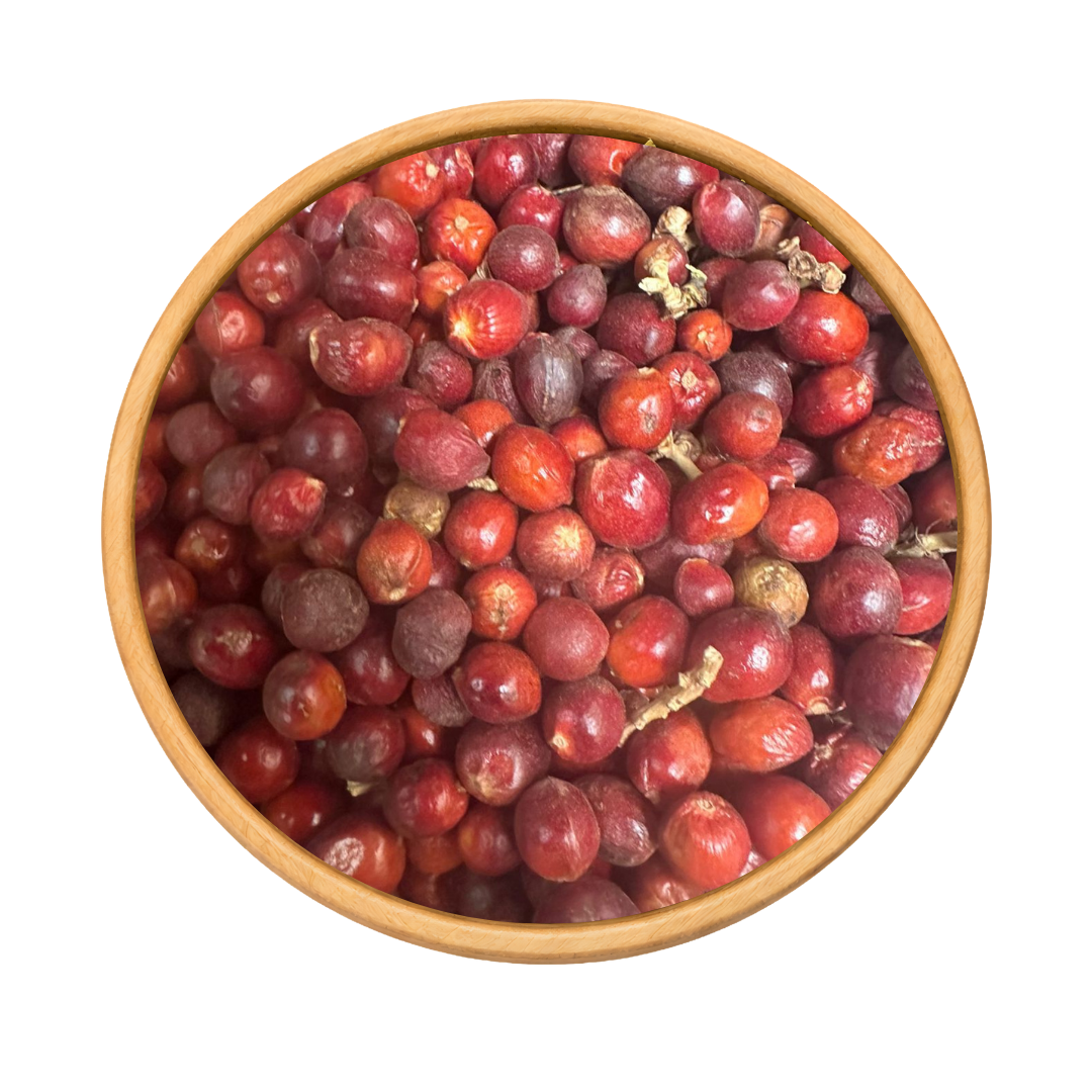 Heb El Ghar – Grains de Laurier Noble (Laurus Nobilis)