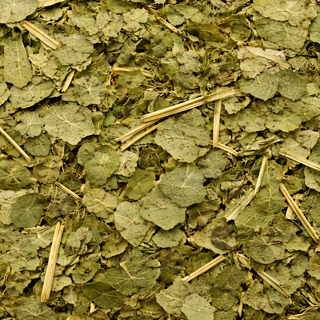 Feuilles de Margousier (Neem) – 50g / 100g / 200g – Plante Naturelle