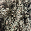 Turquette Herniaria Herrast El Hjar 50g / 100g / 200g – Plante Naturelle