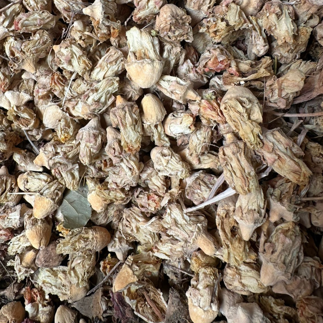 Fleur de Figuier de Barbarie Séchée 50g / 100g / 200g – Produit Naturel Maroc