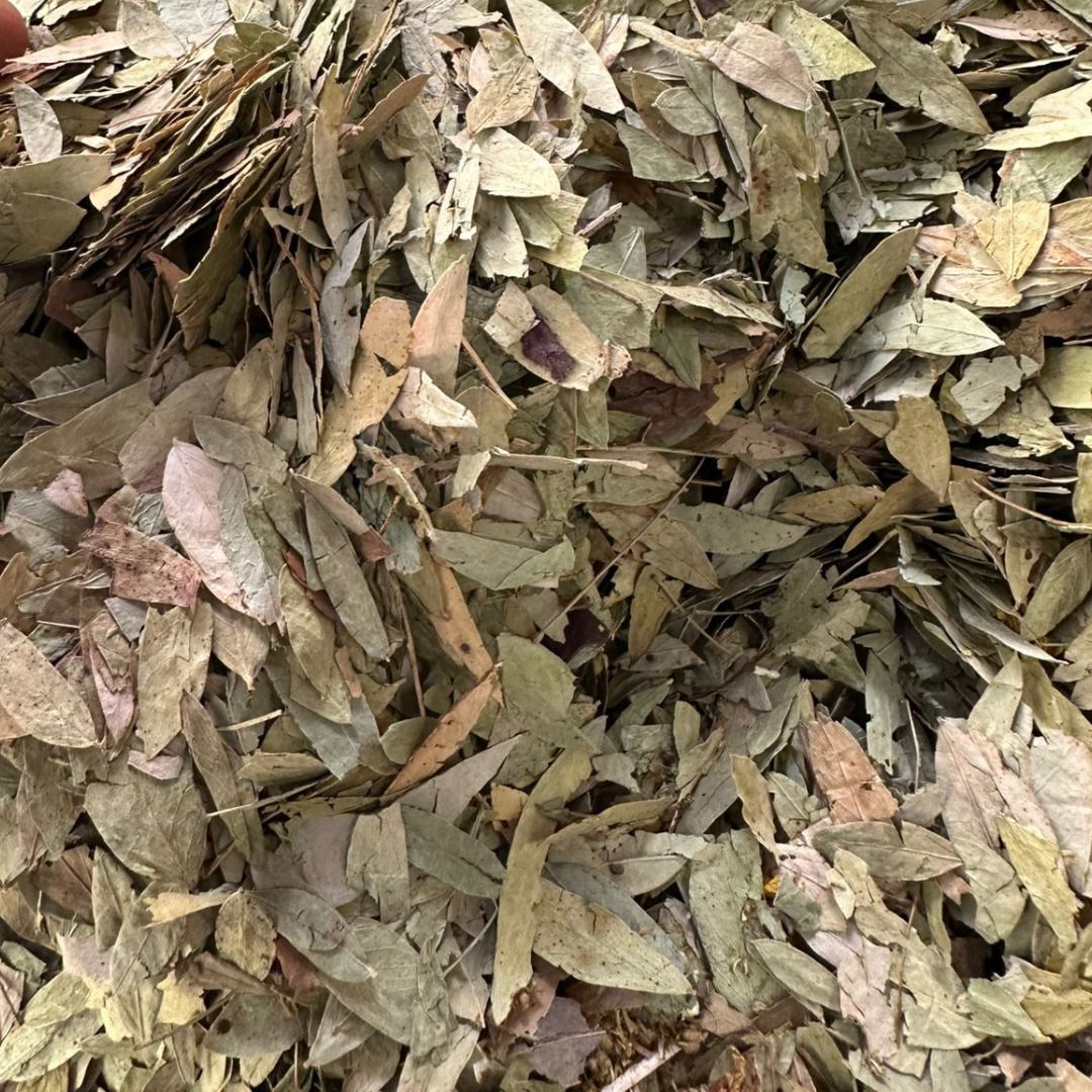 Sana Makki Feuilles de Séné 50g / 100g / 200g / 500g – Plante Naturelle El Maki