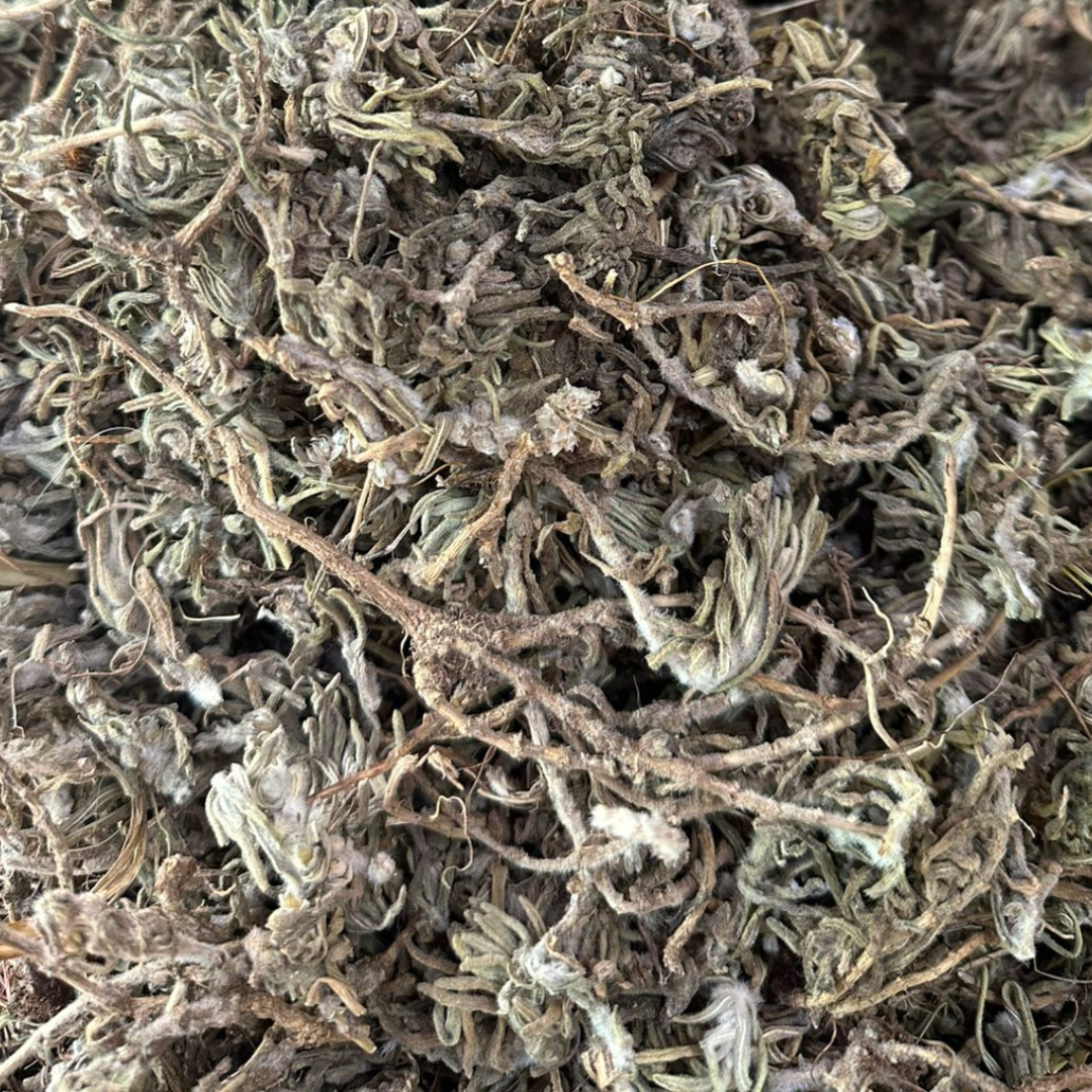 Germandrée Chenkdoura 50g / 100g / 200g – Herbe Sauvage Naturelle
