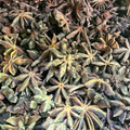 Badiane Chinoise (Anis Étoilé) – Épice Naturelle Aromatique