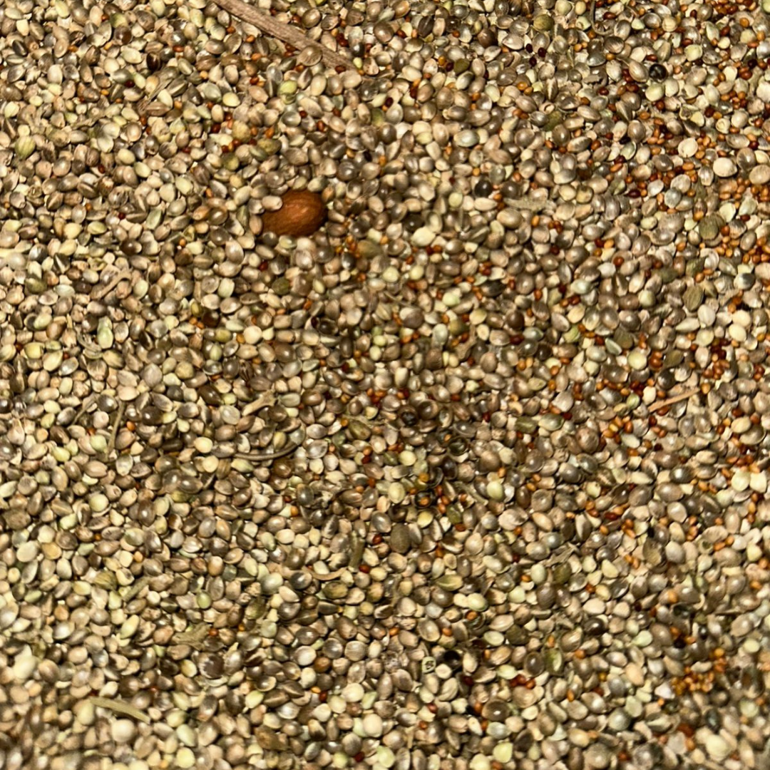 Graines de Chanvre Beldi – Naturelles & Authentiques du Terroir 