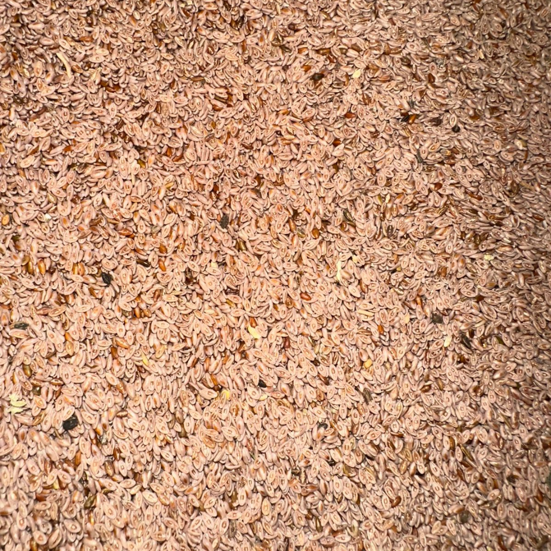 Psyllium Beldi (Badrat Qatouna) – Fibres Naturelles