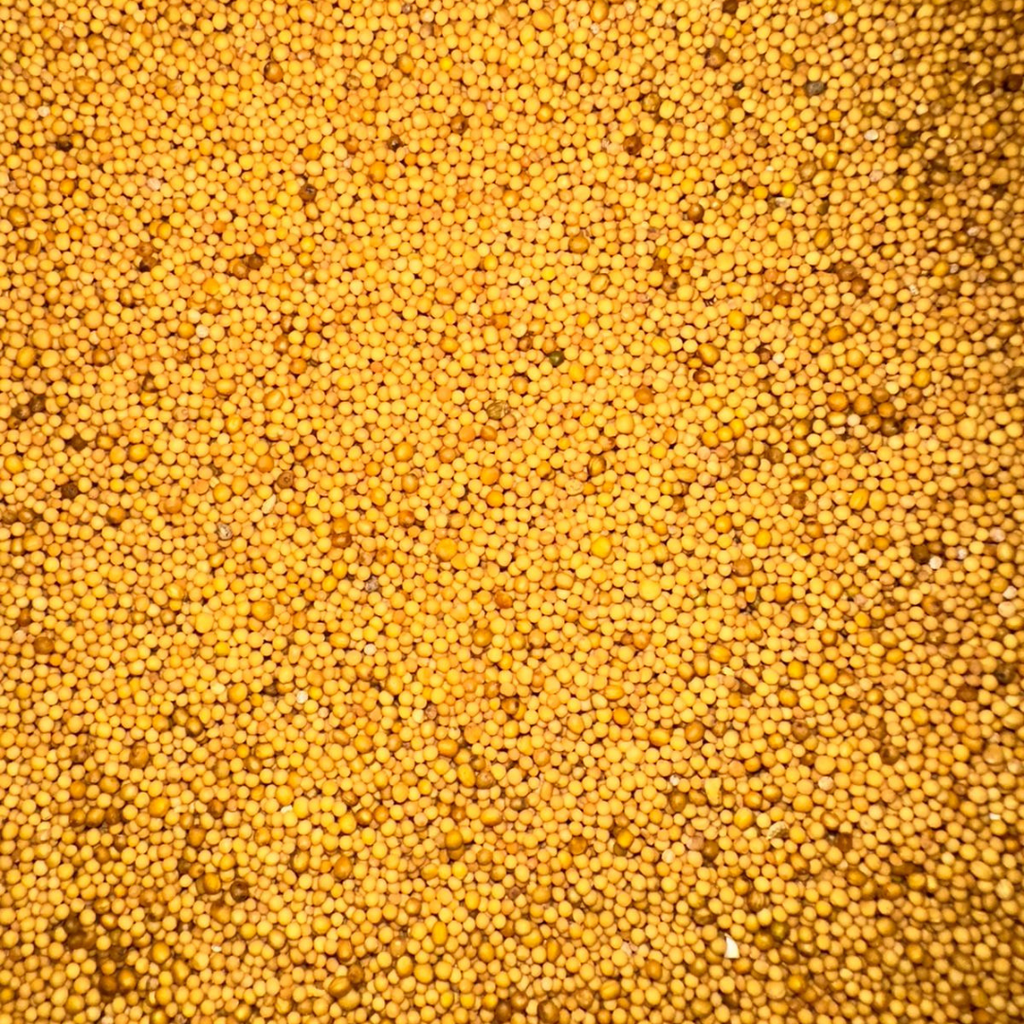Graines de Moutarde Jaune – Douces & Aromatiques