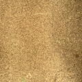 Graines de Céleri – Épice Naturelle Aromatique