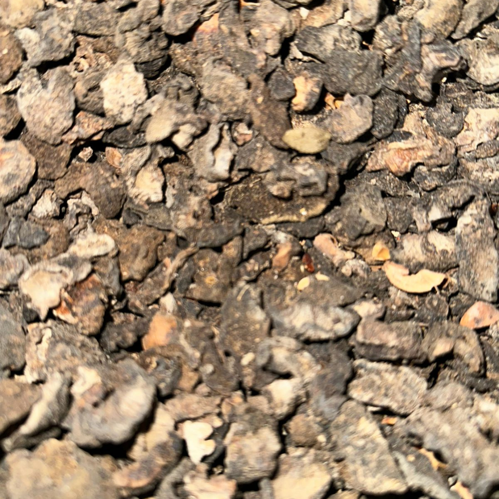 El Amlaj (Amla Séché) – Phyllanthus Emblica Naturel