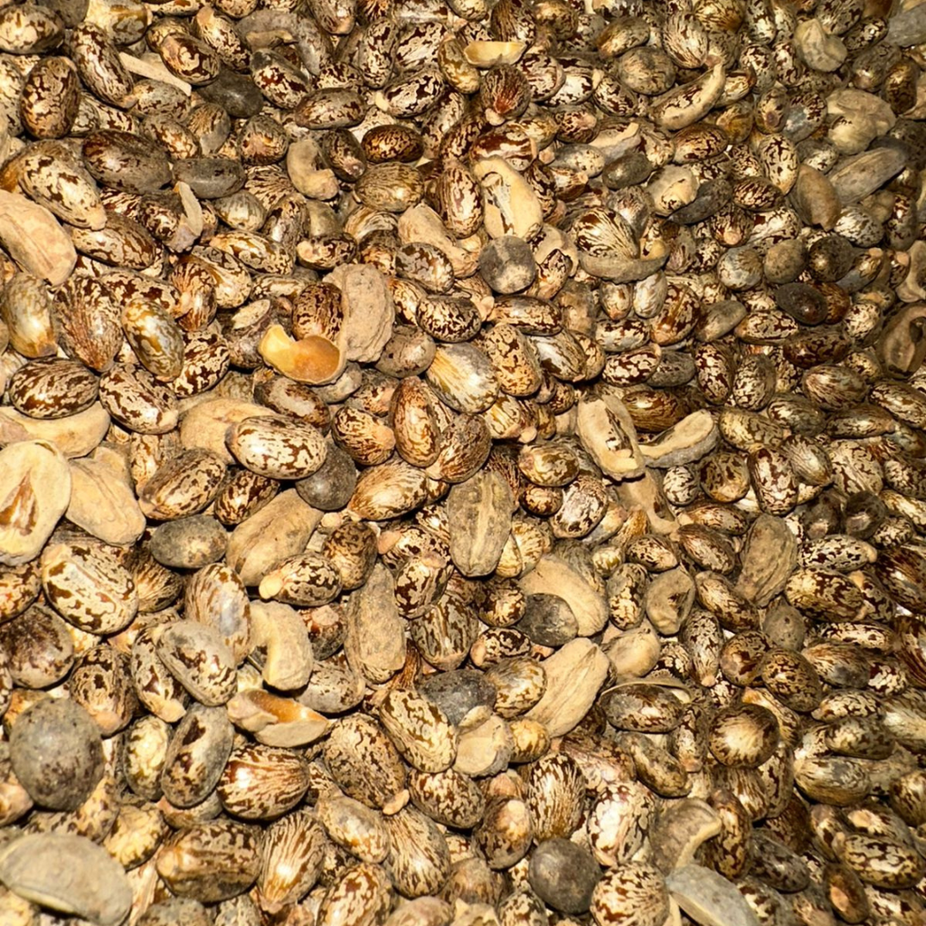 Graines de Ricin – Usage Externe Uniquement