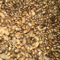 Graines de Ricin – Usage Externe Uniquement