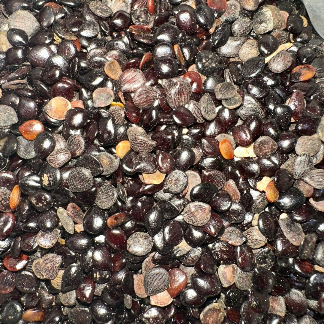 Heba Sawda (Nigelle) – Graines Noires Naturelles الحبة السوداء