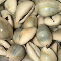 El Wadaa (Cauris de Mer) – Coquillages Naturels