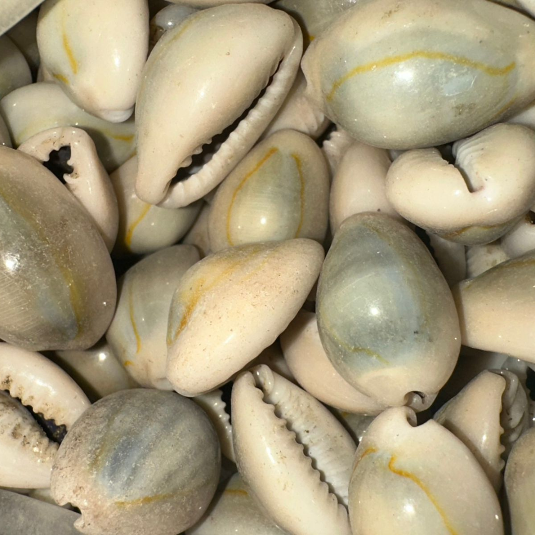 El Wadaa (Cauris de Mer) – Coquillages Naturels