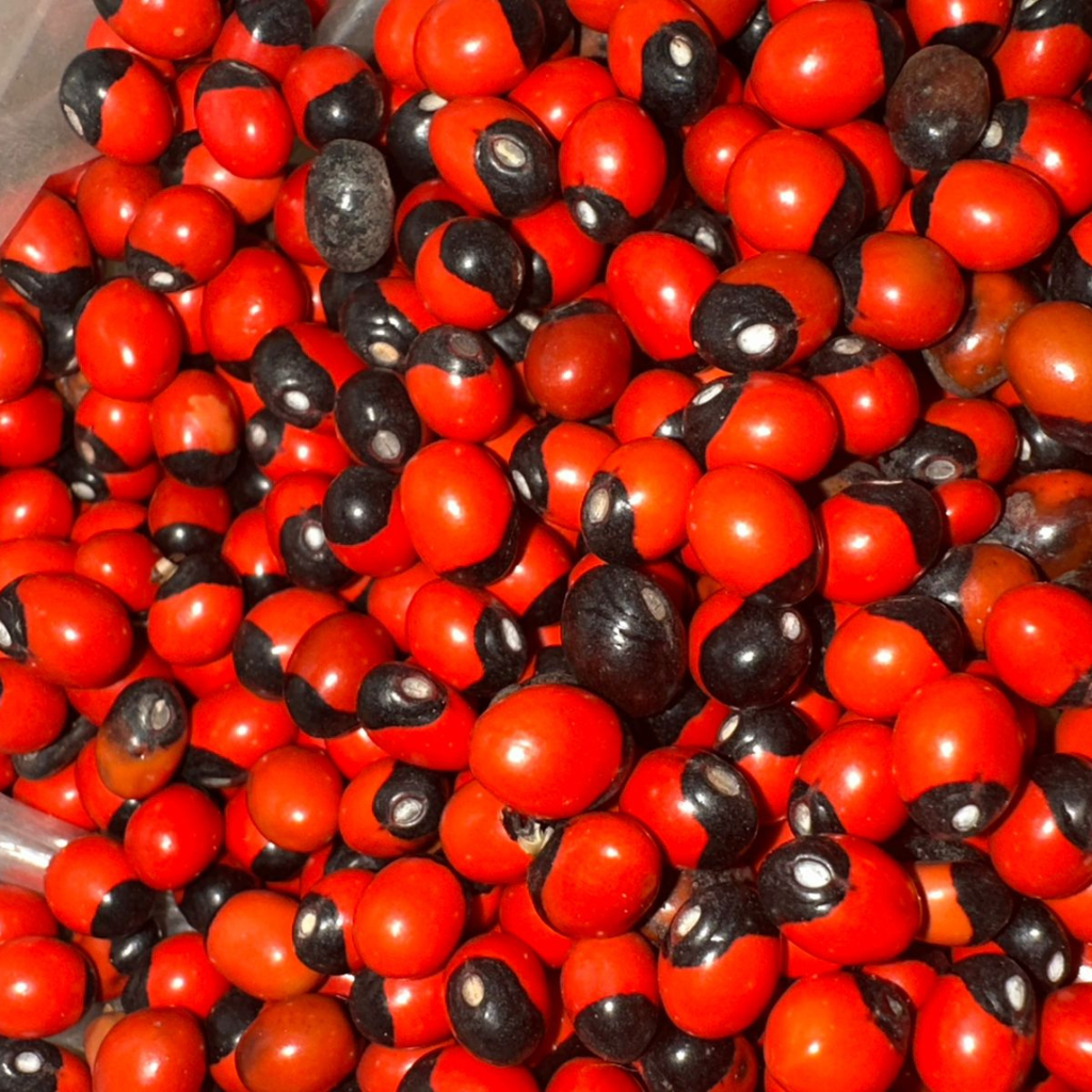 Habat El Achek – Graine Traditionnelle Symbolique