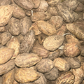 AUD Salib – Bois Parfumé Traditionnel El Salib