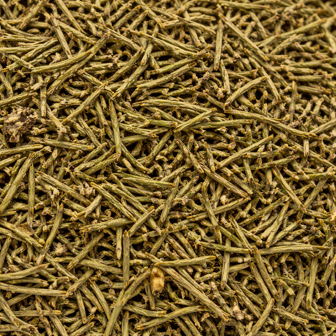 Encens Plante Génévrier – El Arâr Bio du Maroc | العرعار Naturel