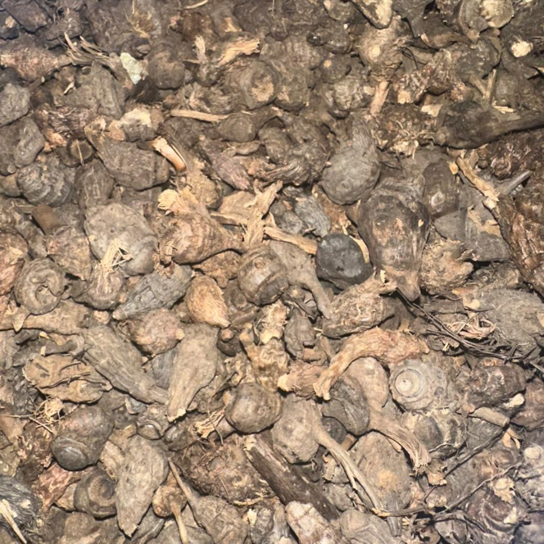 Tara Sahraouiya – Nabat El Saad Herbe de Souchet