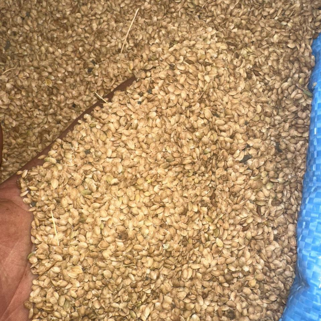 Zroda Mahaleb – Graines de Mahaleb Aromatiques
