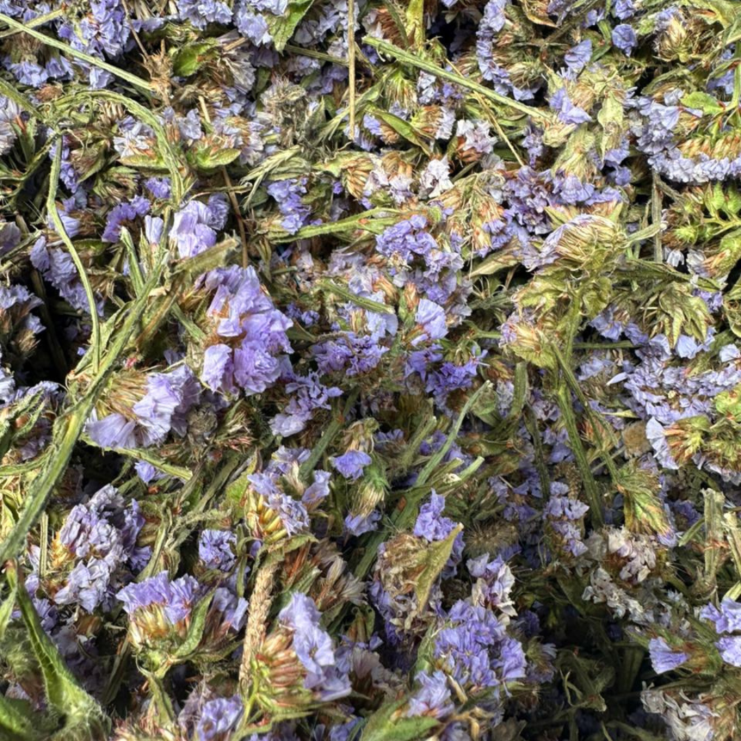 Tisane El Handabae – Chicorée Séchée Naturelle