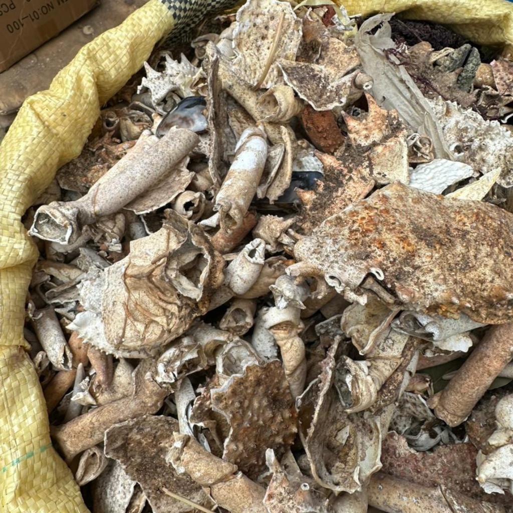 Carapace de Crabe Séchée – Coquillage Marin Naturel