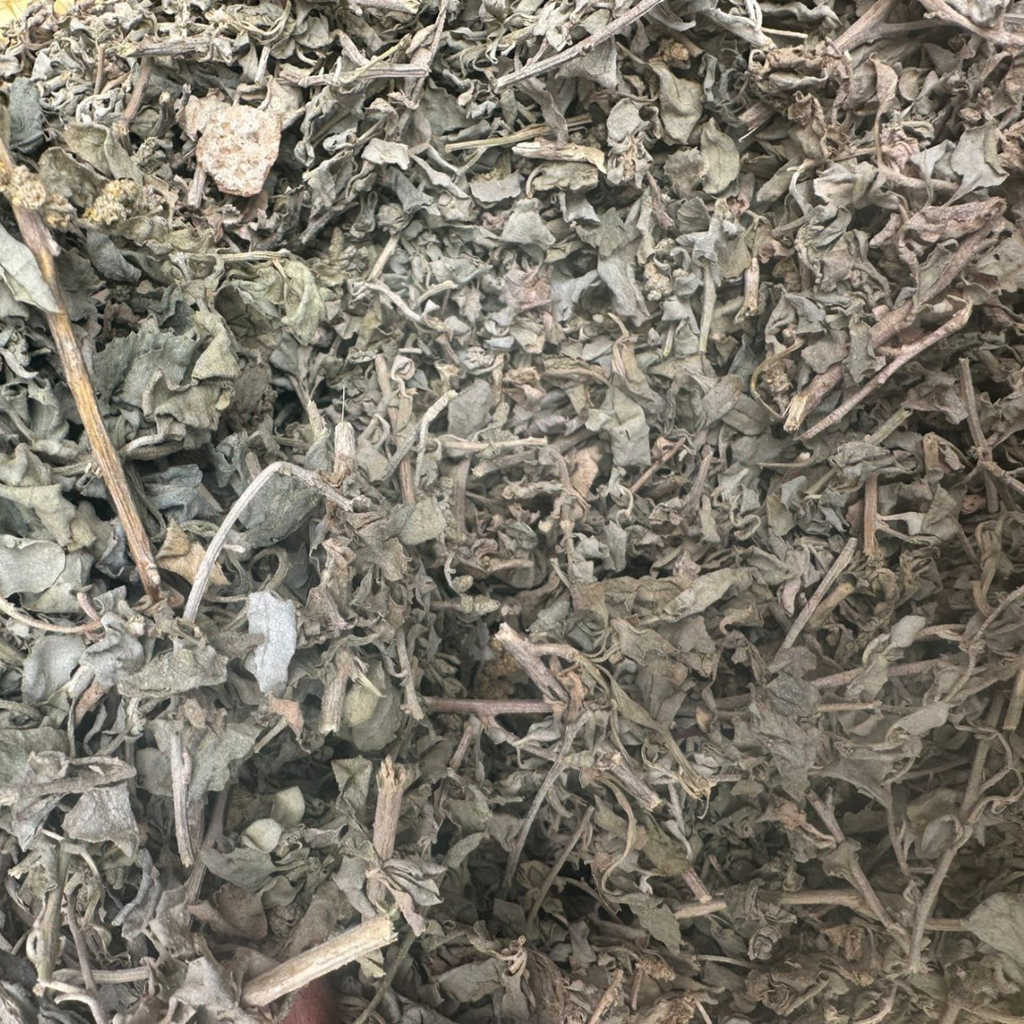 El Gtaff Maleh – Atriplex Halimus Plante Sauvage