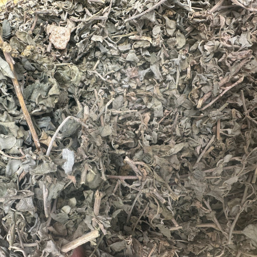 El Gtaff Maleh – Atriplex Halimus Plante Sauvage