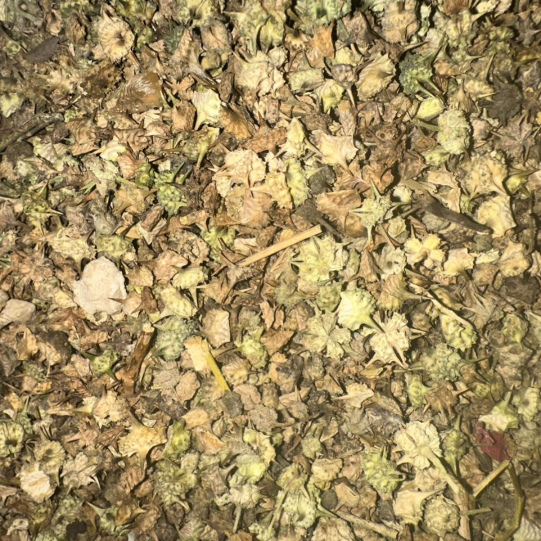 Tribulus Terrestris – El Hesska Plante Sauvage